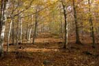 Montseny by Enrique Brondino